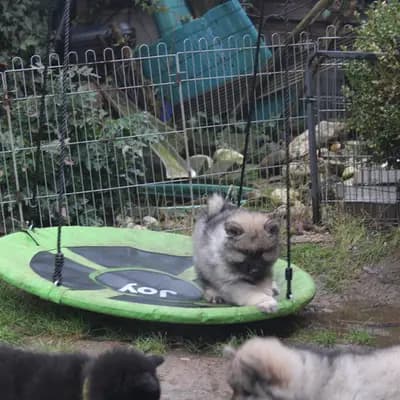 Bild aus Eurasier vom Sitara  in Nordrhein-Westfalen, wo unsere Eurasier-Hunde in einer liebevollen Umgebung aufwachsen.