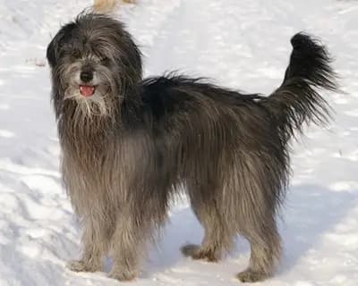 Berger des Pyrénées breed