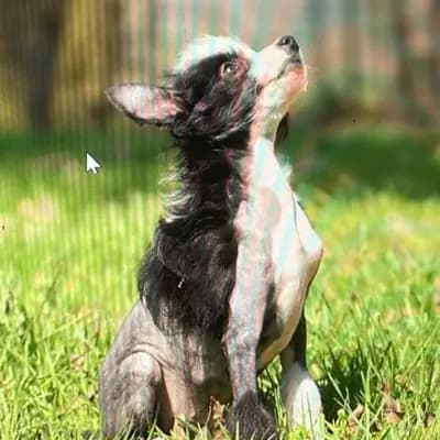 Bild aus The Bushwalker  in Niedersachsen, wo unsere Chinese Crested Dog-Hunde in einer liebevollen Umgebung aufwachsen.