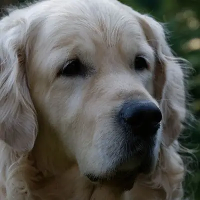 Halloween mit Hund: Kostüme, Süßigkeiten & Gefahren [Oktober 2026]