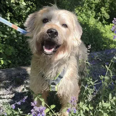 Foto von Taavi, einem geretteten Bergamasker Hirtenhund in Bayern.