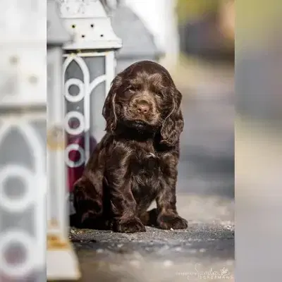 Englisch Cocker Spaniel Welpen aus Liebhaberzucht seit 2007 1 Rüde sucht - English Cocker Spaniel Welpe in Brandenburg