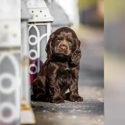 Englisch Cocker Spaniel Welpen aus Liebhaberzucht seit 2007 1 Rüde sucht – English Cocker Spaniel Welpe, Brandenburg, Wychowany przez English cocker spaniel