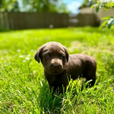 Blue - Labrador Retriever Welpe in Thüringen