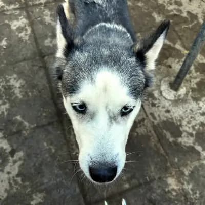 Freya – Husky, Nordrhein-Westfalen, In het asiel Fellfreunde e.V.