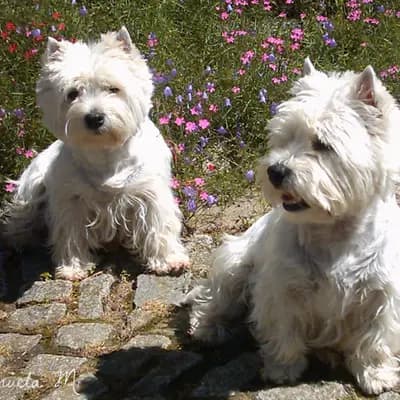 Galerie-Bild von Westie vom Elmbach in Sachsen, mit Eindrücken unserer West Highland White Terrier-Zucht.