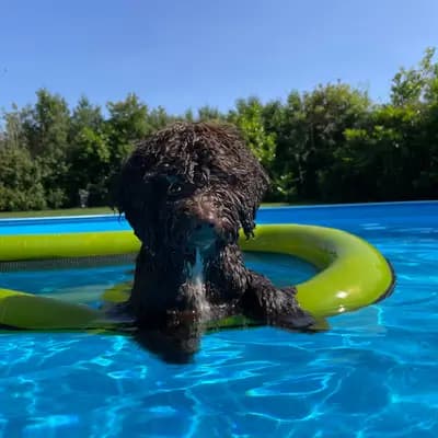 Galerie-Bild von Assona  in Rheinland-Pfalz, mit Eindrücken unserer Spanischer Wasserhund-Zucht.