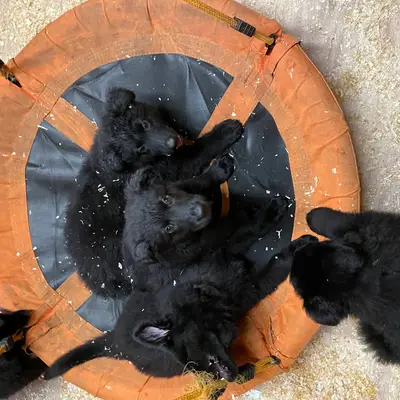 Bild aus Zuchtstätte Dt. Schäferhunde "of Wolfcubs" in Saarland, wo unsere Deutscher Schäferhund-Hunde in einer liebevollen Umgebung aufwachsen.