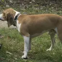 Schweizer Niederlaufhunde (Berner Niederlaufhund)