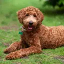 Labradoodle (Labrador x Pudel)