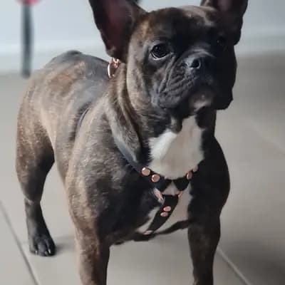 Galerie-Bild von Bully-Traum  in Brandenburg, mit Eindrücken unserer Französische Bulldogge-Zucht.