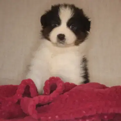 Welpe 1 - Australian Shepherd Welpe in Bayern