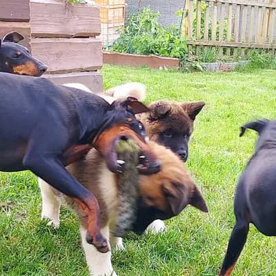 Bild aus Old Lime's Kennel  in Thüringen, wo unsere Manchester Terrier-Hunde in einer liebevollen Umgebung aufwachsen.