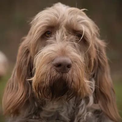 Galerie-Bild von Spinone Italiano vom Bergheimer Hof in Baden-Württemberg, mit Eindrücken unserer Spinone Italiano-Zucht.