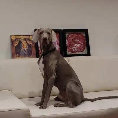 Foto von Makana, einem Weimaraner (kurzhaar)-Elternhund in Niederösterreich.
