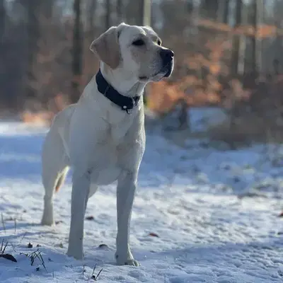 Deckrüde - Labrador Retriever Welpe in Baden-Württemberg