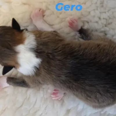 Gero von der Brettachwiese - Collie (Langhaar) Welpe in Baden-Württemberg