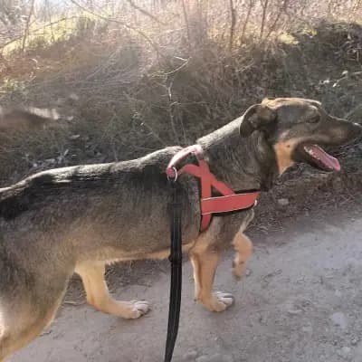 Bruno – Kruising, Baden-Württemberg, Im Tierheim Animal Souls e.V.