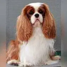 Darden Cavaliers cover