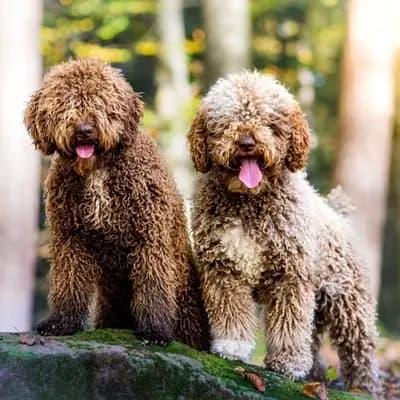 Galerie-Bild von Assona  in Rheinland-Pfalz, mit Eindrücken unserer Spanischer Wasserhund-Zucht.