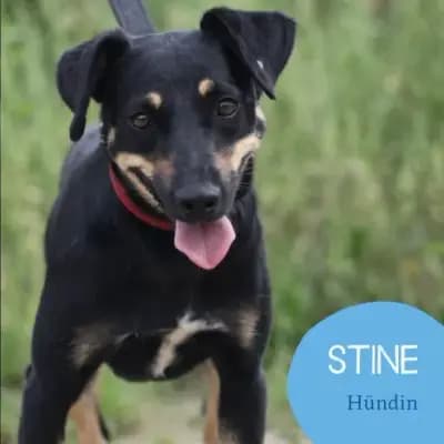 Stine