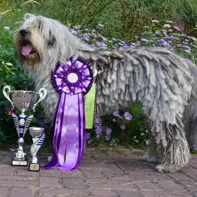 Galerie-Bild von von den Keksdieben in Baden-Württemberg, mit Eindrücken unserer Bergamasker Hirtenhund-Zucht.