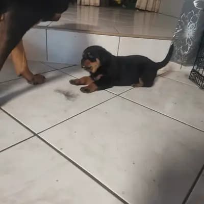 Bild aus Rottweiler von der Strahlenburg  in Baden-Württemberg, wo unsere Rottweiler-Hunde in einer liebevollen Umgebung aufwachsen.