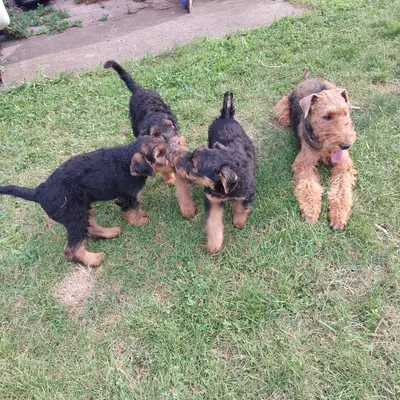 Galerie-Bild von Zwinger vom Elbsandstein in Sachsen, mit Eindrücken unserer Airedale Terrier-Zucht.
