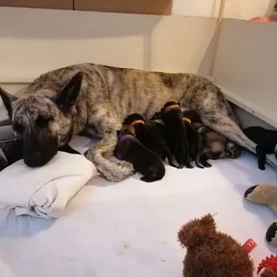 Galerie-Bild von Holländische Schäferhunde od Zlaté Sovy in Nordrhein-Westfalen, mit Eindrücken unserer Hollandse Herdershond (Holländischer Schäferhund)-Zucht.