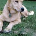 Carolina Dog