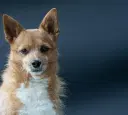 Podengo Português