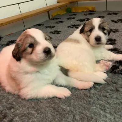 Galerie-Bild von Pyrenäenberghunde vom  Nienkamphof  in Nordrhein-Westfalen, mit Eindrücken unserer Pyrenäen-Berghund-Zucht.
