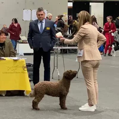 Galerie-Bild von Assona  in Rheinland-Pfalz, mit Eindrücken unserer Spanischer Wasserhund-Zucht.