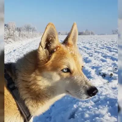 Laika