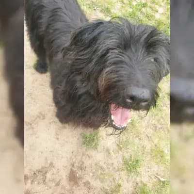 Benny