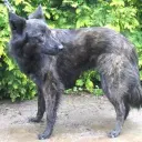 Holländischer Schäferhund (Langhaar)
