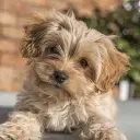 Cavapoochon