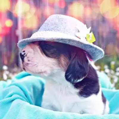 Beagle von der Theresienhöhe 