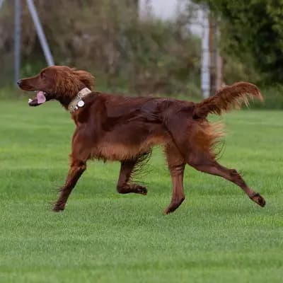 Galerie-Bild von of the maroon fellows in Bayern, mit Eindrücken unserer Irish Red Setter-Zucht.