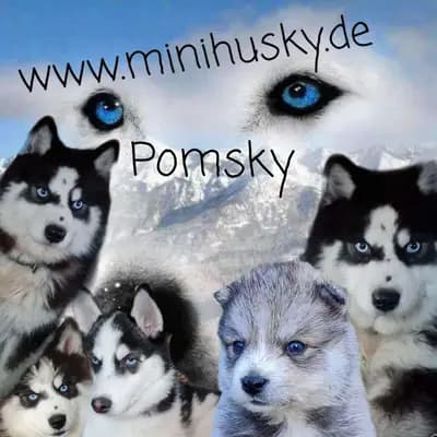 Mystic Falls Pomsky Minihuskys
