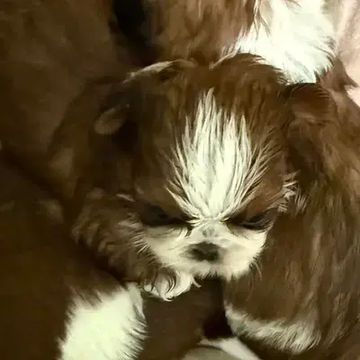 VDH Shih Tzu Zwinger hat wieder Welpen - Shih Tzu Welpe in Brandenburg