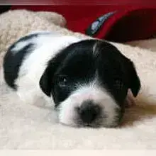 Cushla Macree’s cover