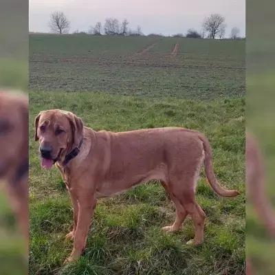 von der Schwefer Blögge cover