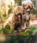 Spanischer Wasserhund
