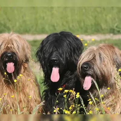 de la citadelle fort cover