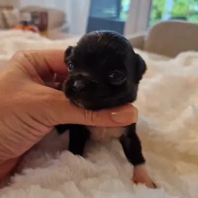 Emil - Chihuahua Welpe in Nordrhein-Westfalen