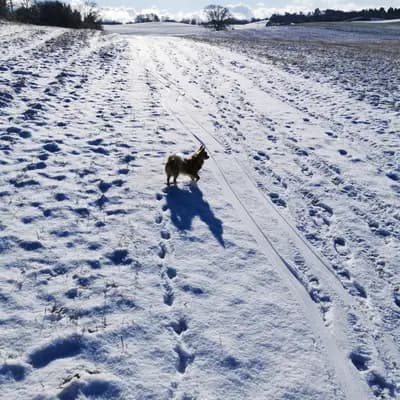 Bild aus Chihuahuas von den Hellbergen  in Mecklenburg-Vorpommern, wo unsere Chihuahua-Hunde in einer liebevollen Umgebung aufwachsen.