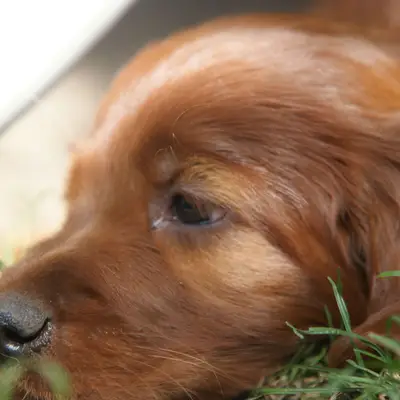 Galerie-Bild von Irish red Setter "fighting irish´s" in Nordrhein-Westfalen, mit Eindrücken unserer Irish Red Setter-Zucht.