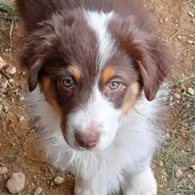 Galerie-Bild von Hundezucht of Mystery Grey  in Steiermark, mit Eindrücken unserer Altdeutscher Schäferhund-Zucht.