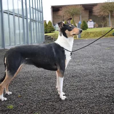 Foto von Bonny, einem Collie (Kurzhaar)-Elternhund in Saarland.